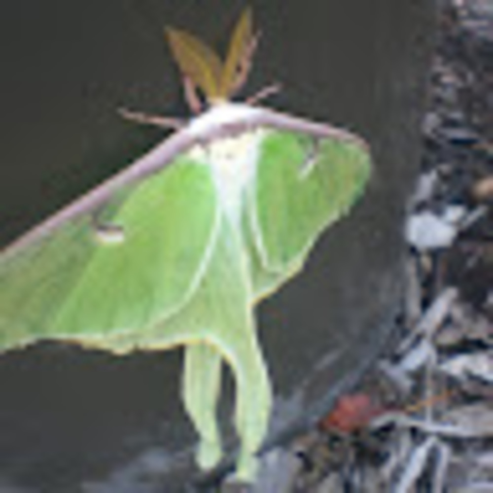 Meet your Posher, Sharon